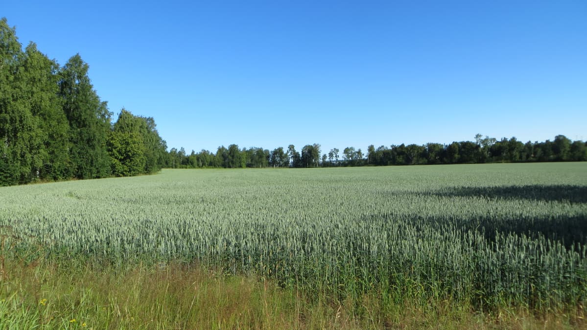 Kasvavaa viljaa.
