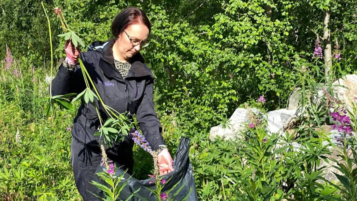 Nainen laittaa lupiineja jätesäkkiin.
