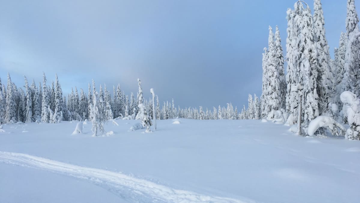 Löytöjärven avohakkuu
