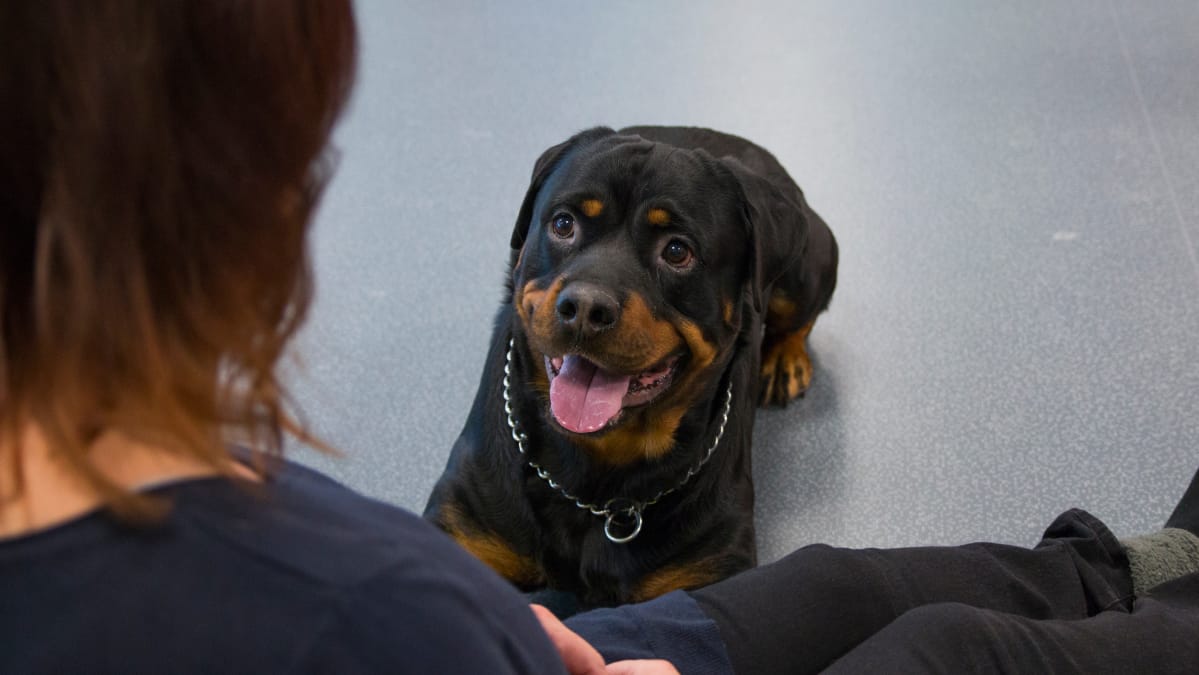 Rottweiler Jetro katsoo omistaajansa Merja Leskistä iloisena.