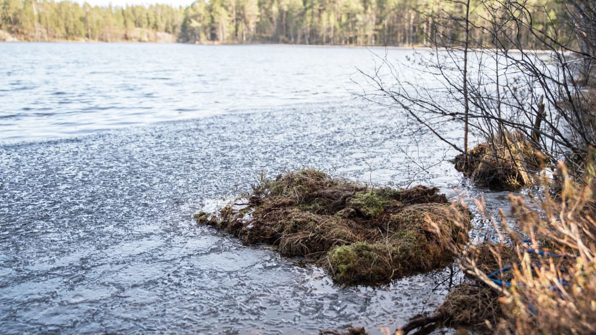Kaakkurin pesimälautta rantavedessä.