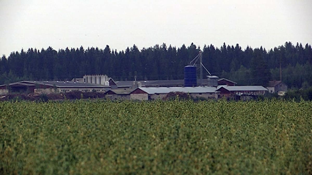Maatila Hauholla