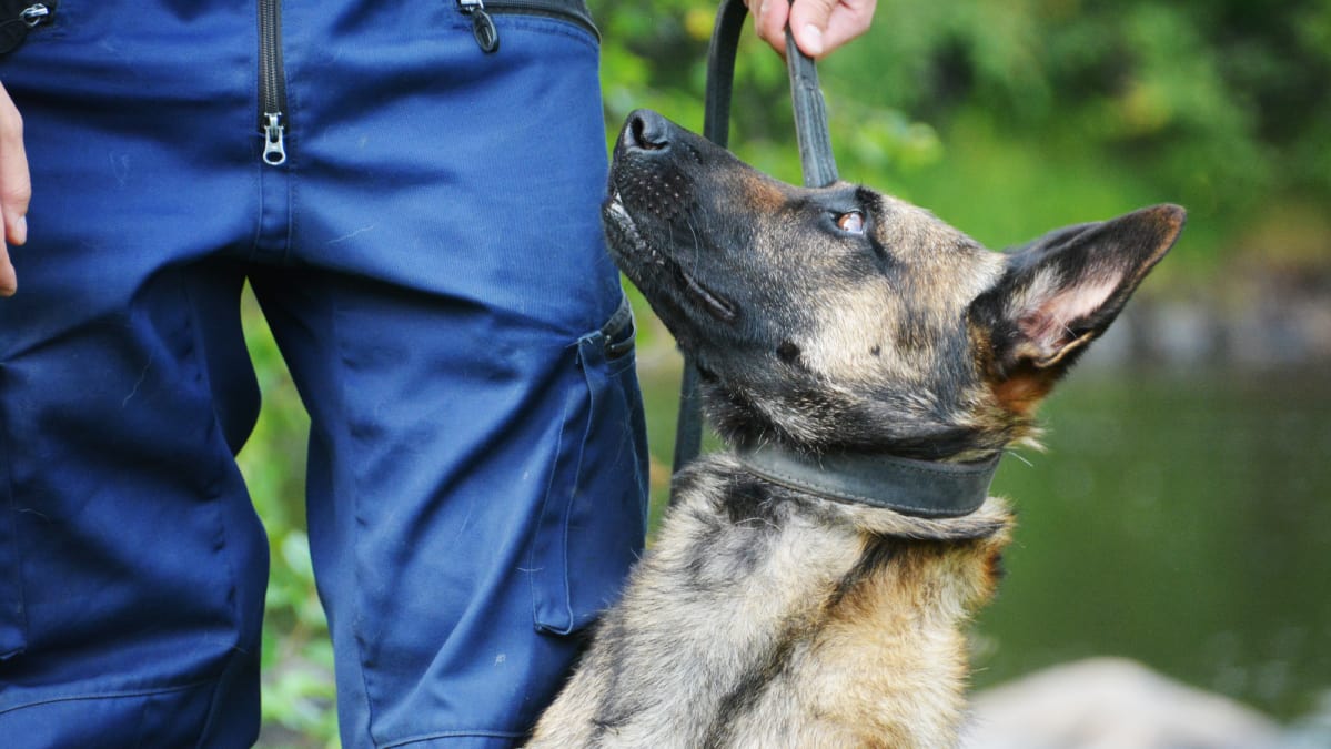 Suomen paras poliisikoira Viksu.
