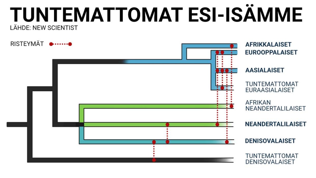 Ihmisen esi-isäkaavio
