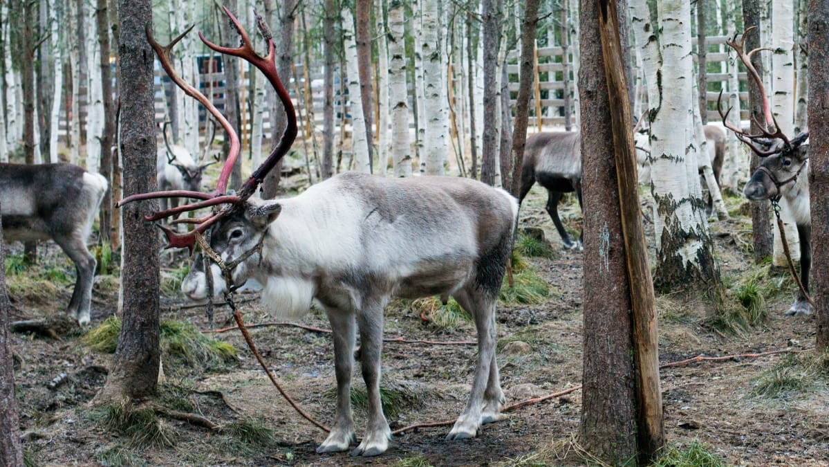 Vetoporot odottavat aitauksessa lunta ja töihin pääsyä