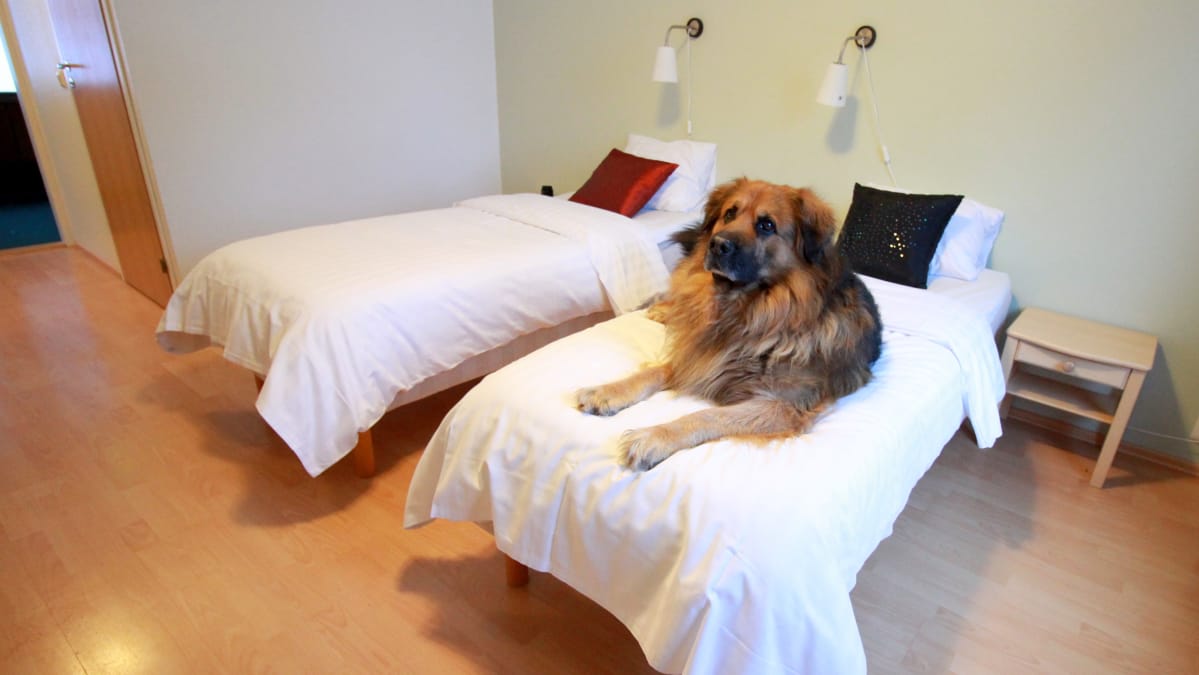 Koira hotellihuoneen sängyllä