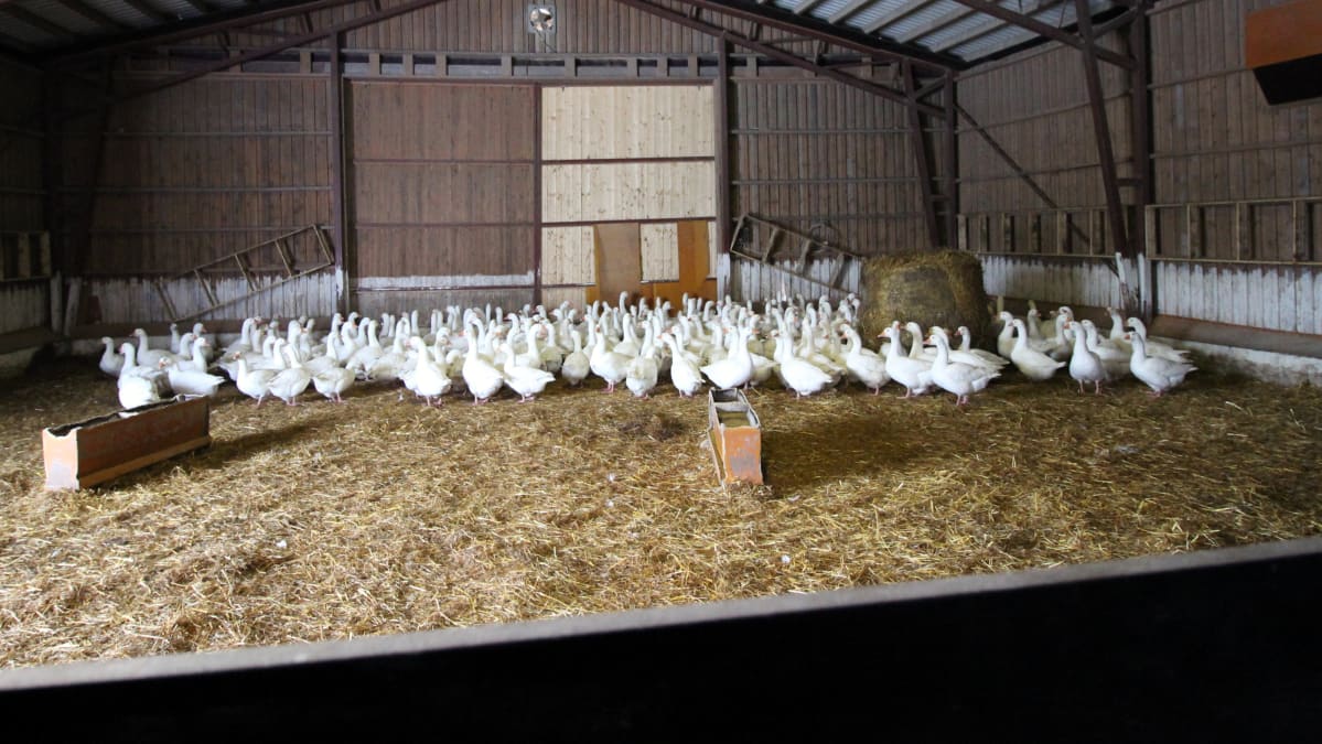 Hanhia hanhifarmilla.
