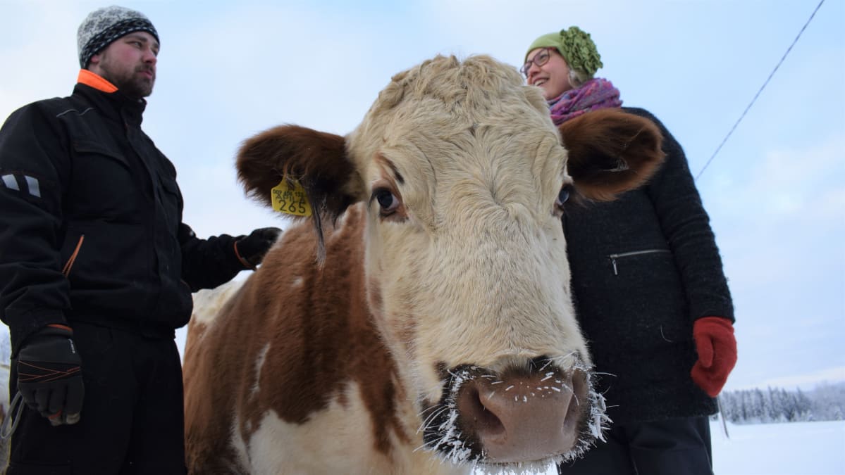 Apila-lehmä rakastaa rapsutuksia. Apila on harvinaista itäsuomenkarjaa, joka pärjää hyvin myös kovassa pakkasessa.
