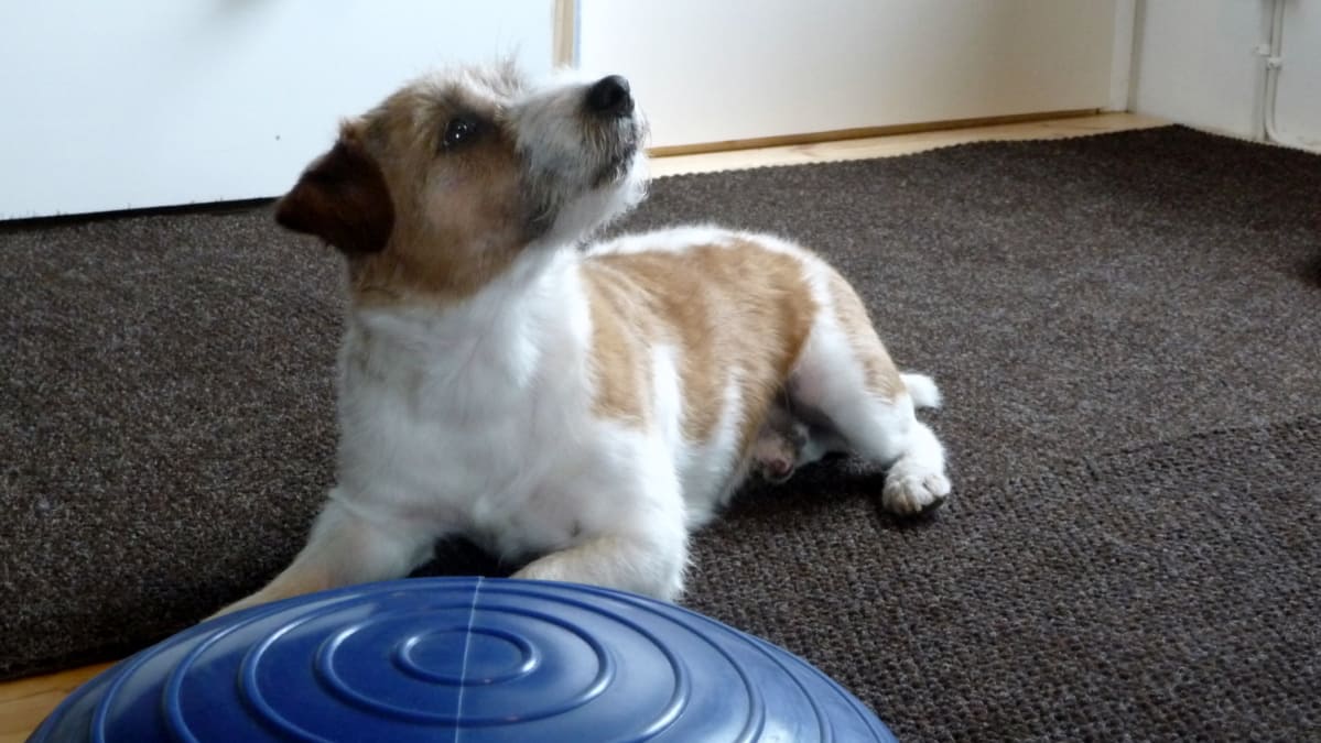 Jackrusselinterrieri Japi