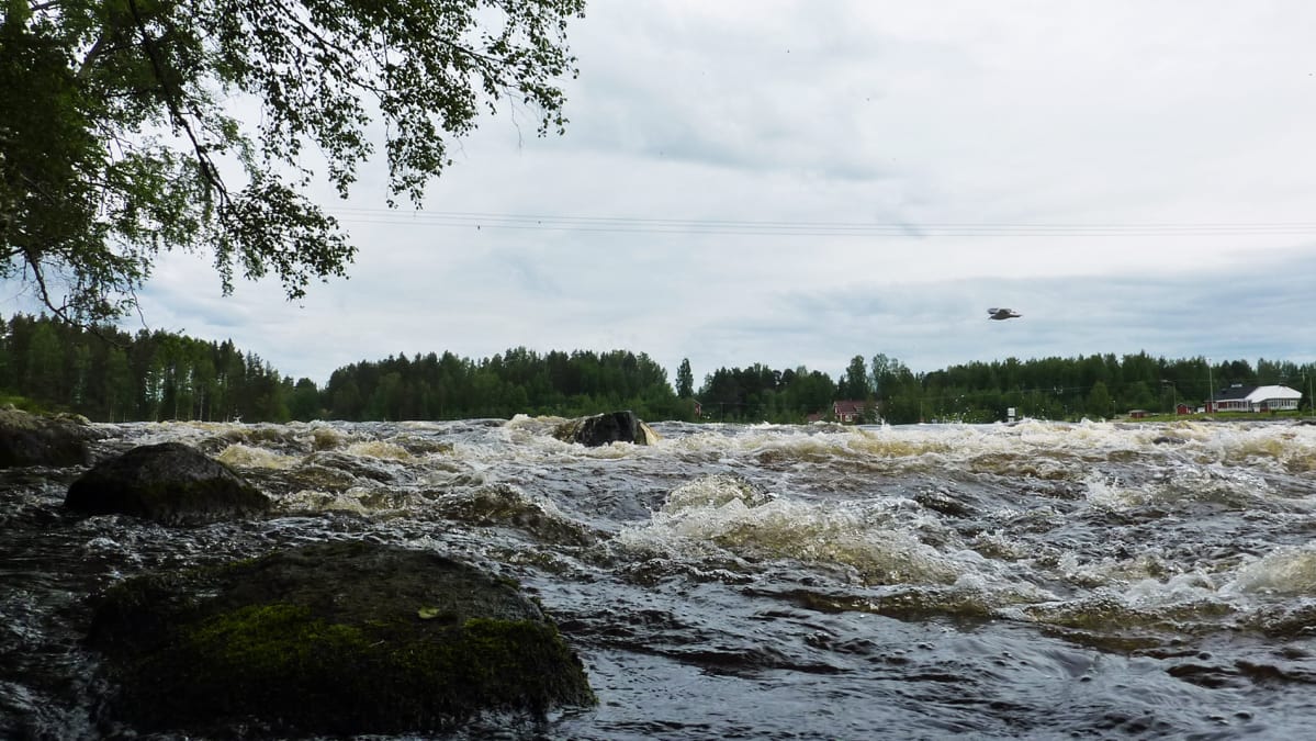 Kuusaankoski Laukaassa.