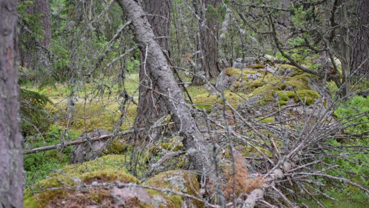 Metsämaastoa