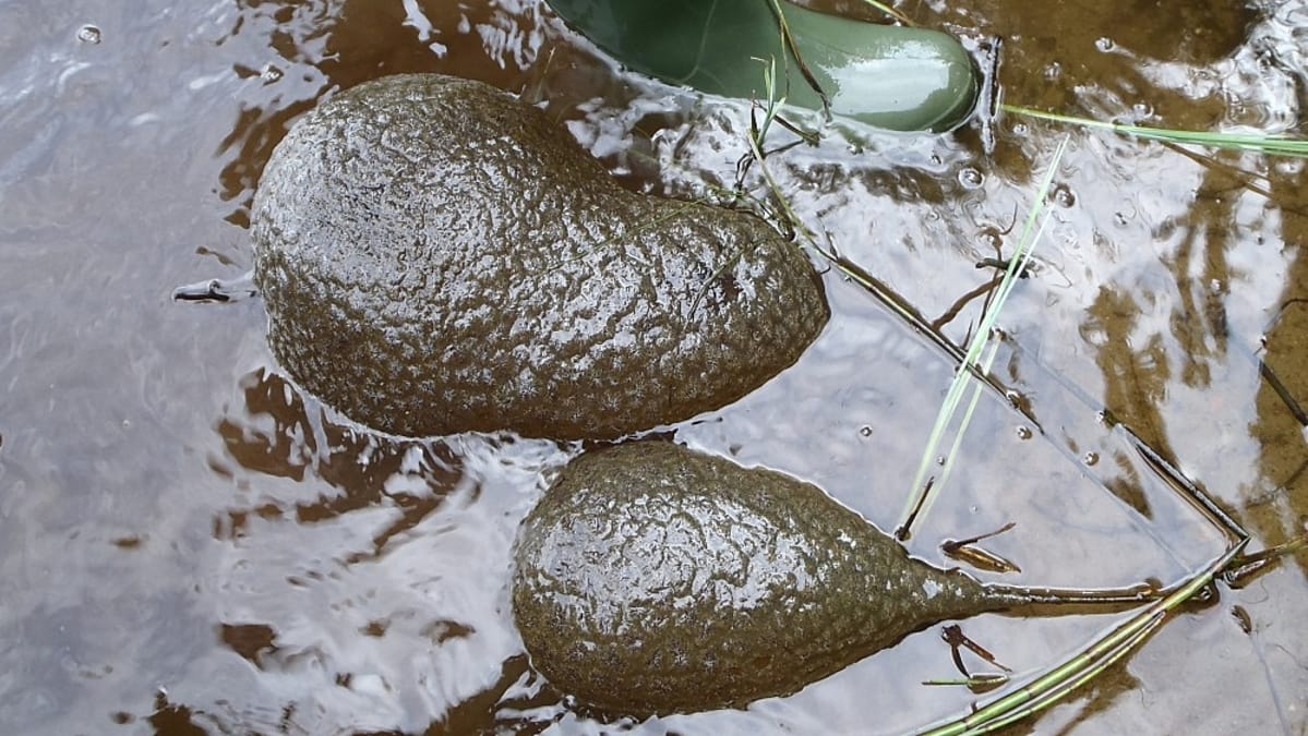 Sammaleläin Lammasvirrassa Onkivedellä.