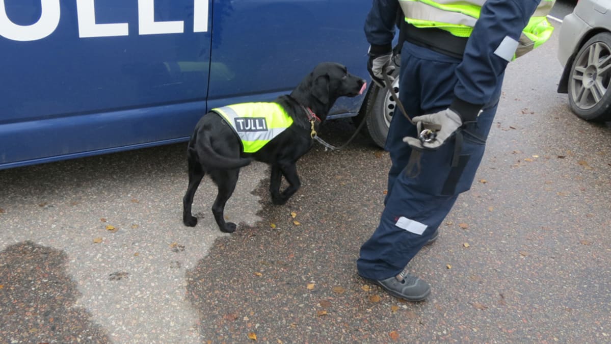 Tullikoira Kira töissä Tornion tullissa.