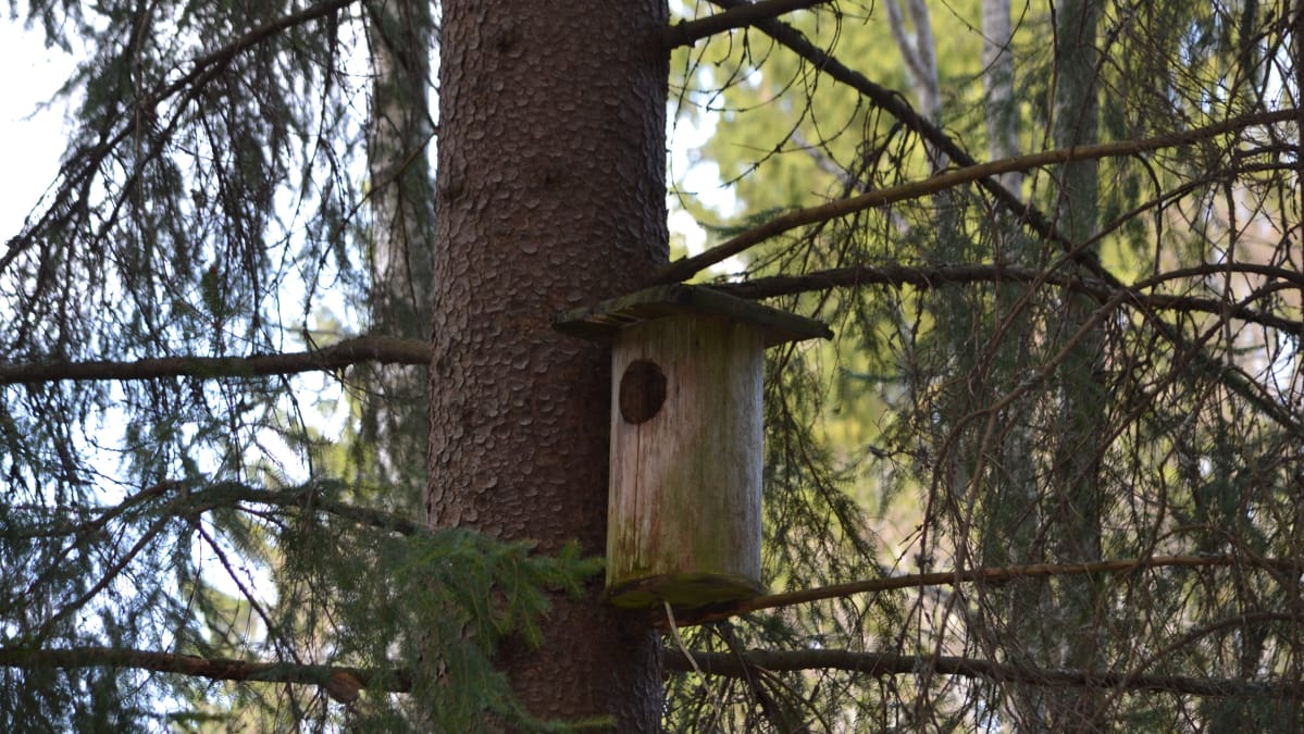 Pöllönpönttö kuusessa