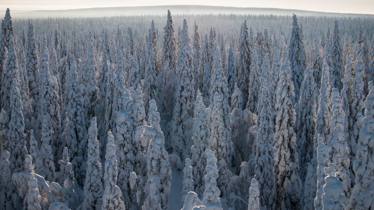 Tykkylumipuita joiden takana siintää vaara.