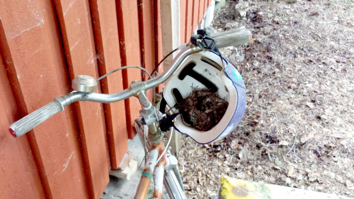 Linnunpesä pyöräilykypärässä.