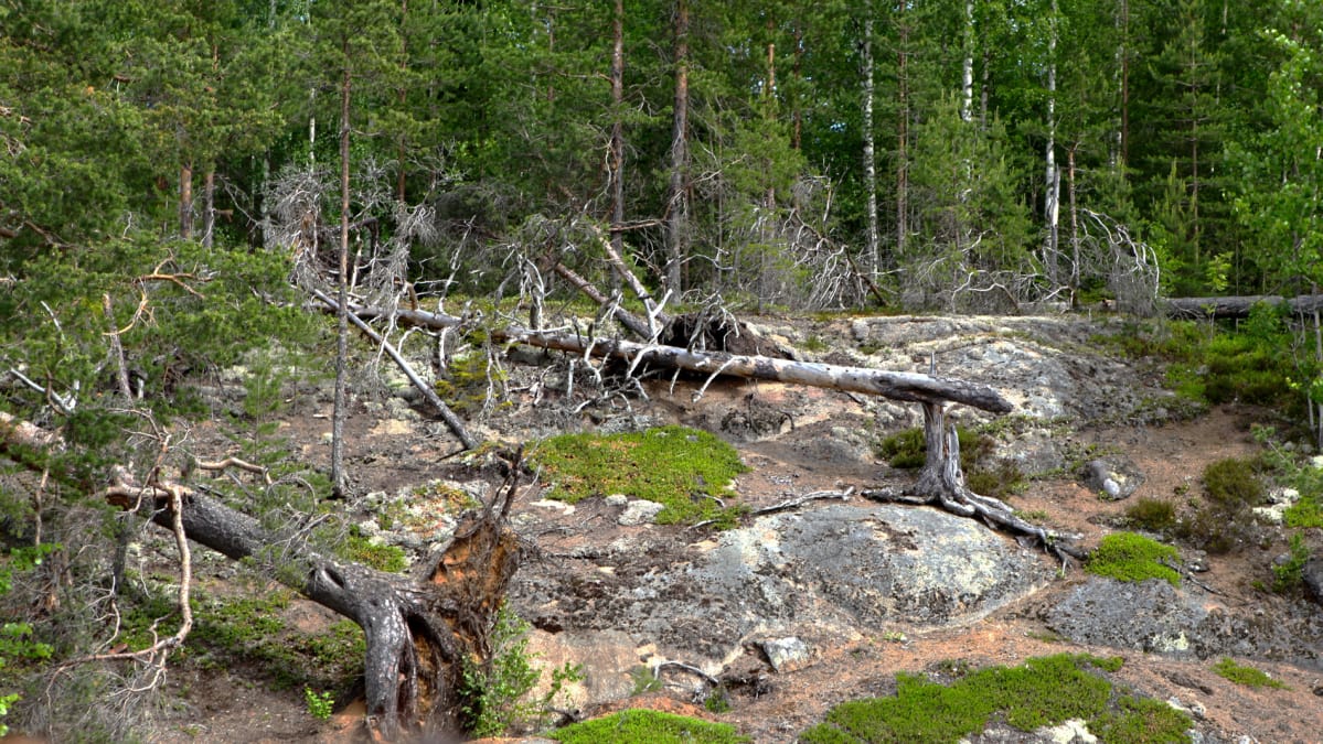 Etelä-Konneveden kansallispuistoa.