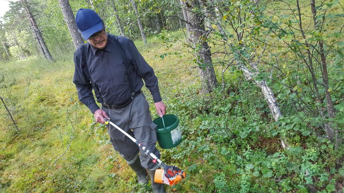 Kalevi Remes on kehitellyt hillapoimurin.