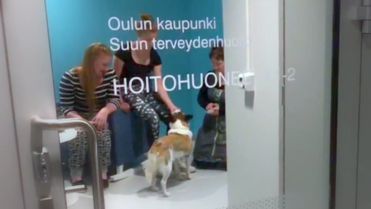 Mimmi-koira auttaa hammaslääkäripelkoisia ihmisiä.