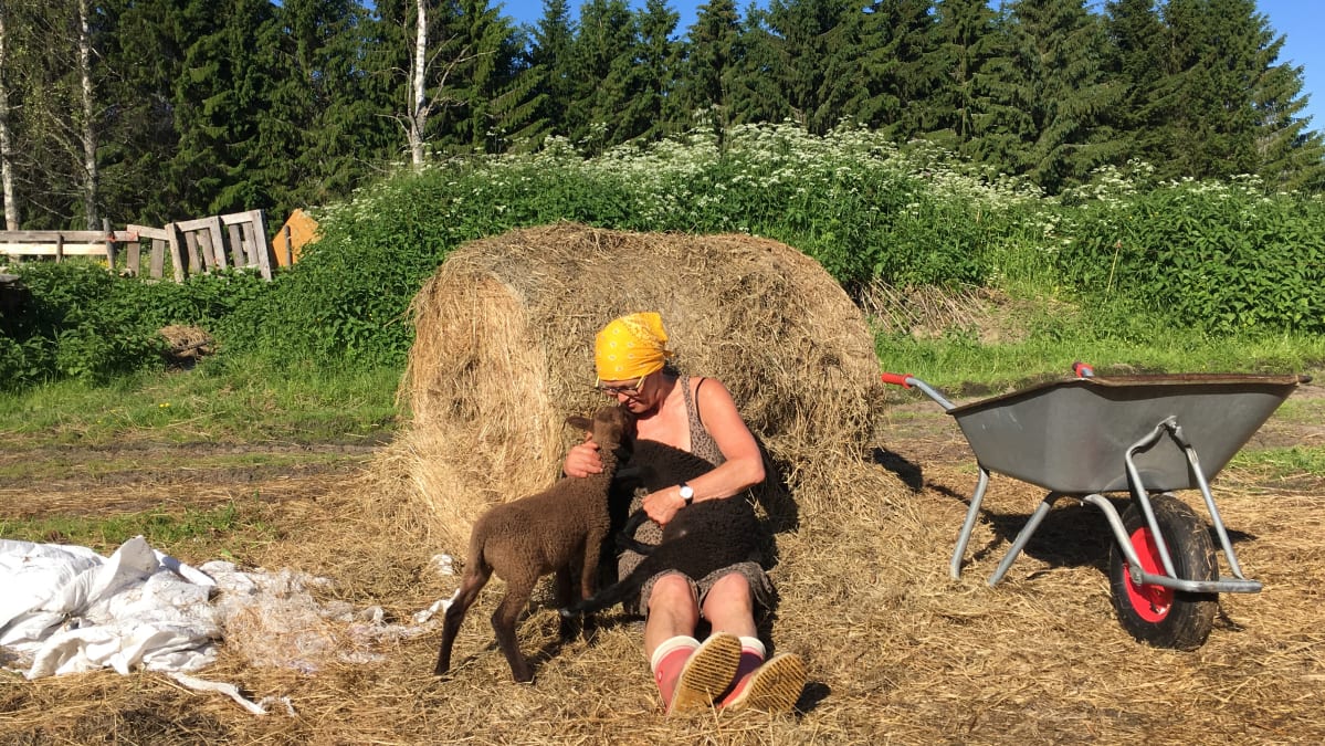 Leena-Marja Kauranne paijaa karitsoja.