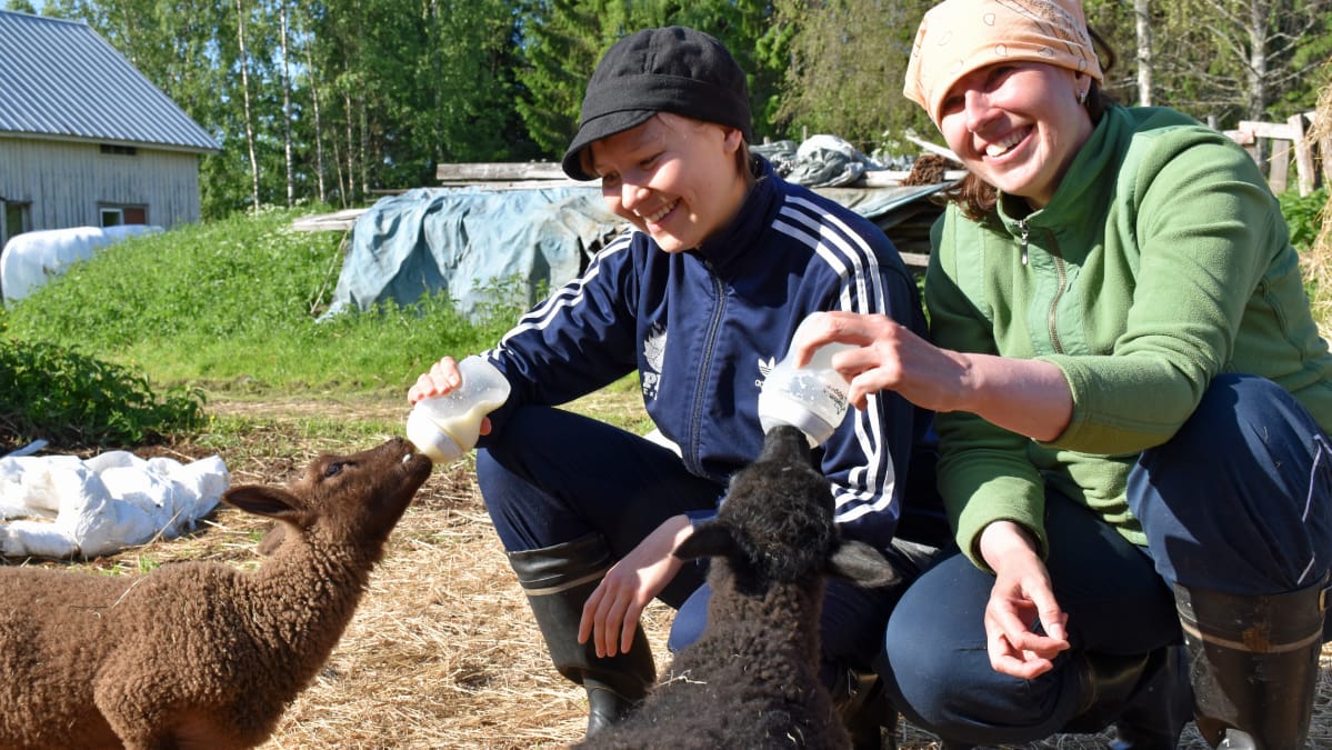 Karitsat syötetään tuttipullosta.