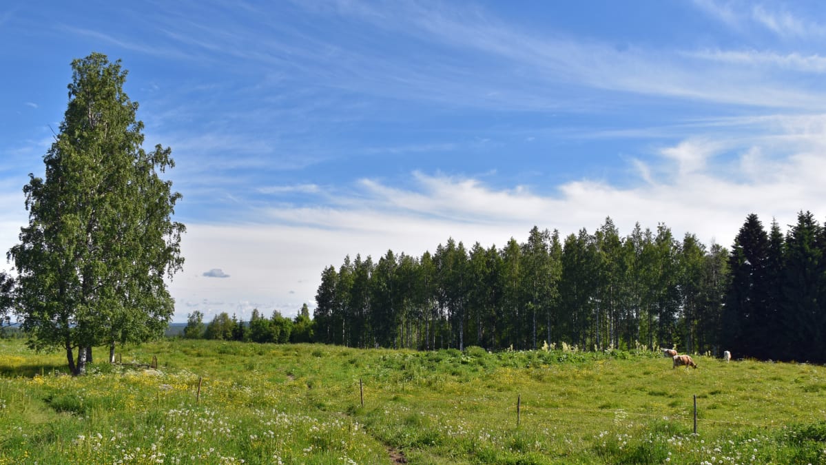 Piipposen tilan kyytöt laiduntavat ilomantsilaisessa maalaismaisemassa.
