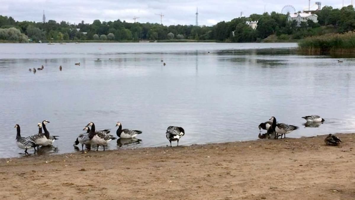 Valkoposkihanhiparvi on tuttu näky Helsingin Töölönlahdella.