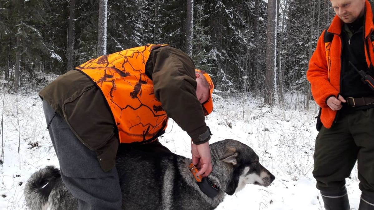 Mies tarkistaa koiransa tutkapantaa