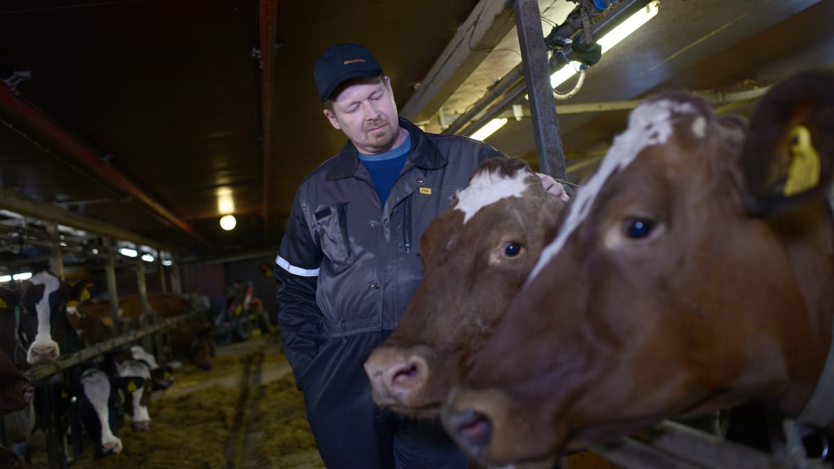 Pekka Venetjoki parsinavetassa.