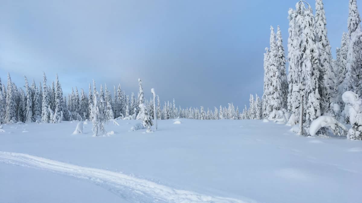 Löytöjärven avohakkuu