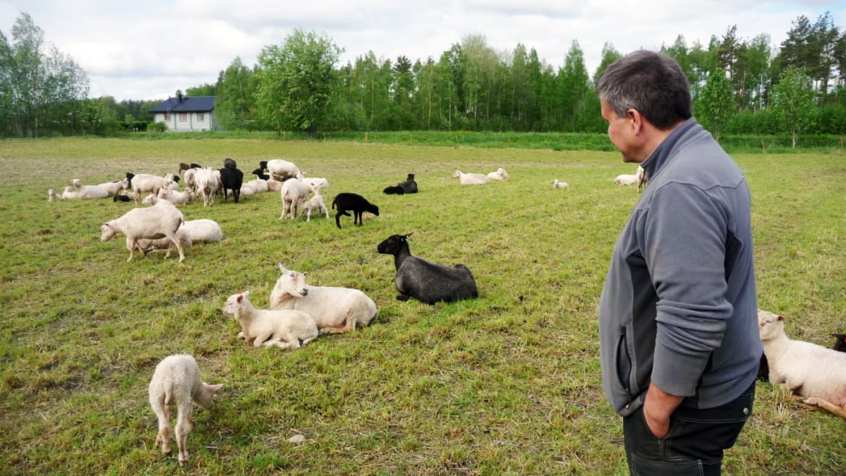 Anders Norrback tarkkailee laitumella olevia lampaita