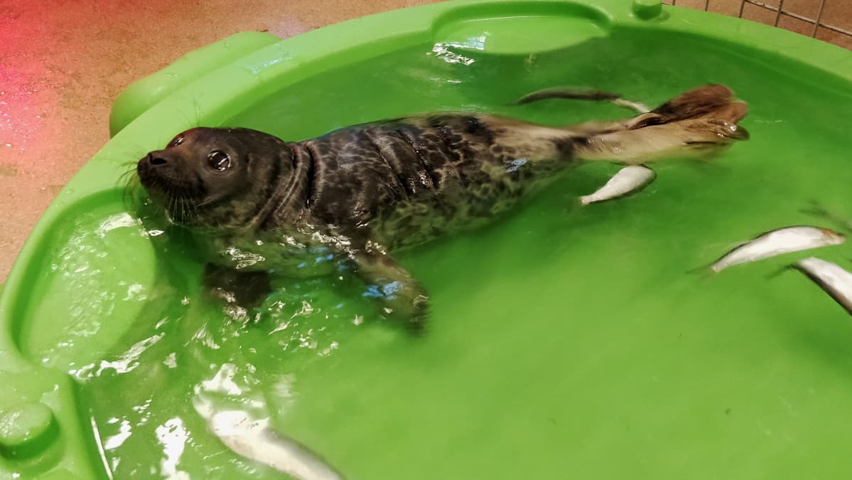 Itämerennorpan kuutti kahluuammeessa