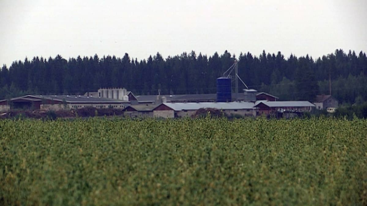 Maatila Hauholla