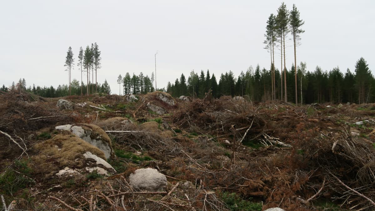 Avohakkuu Orivedellä