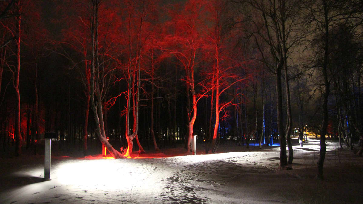 Kuusamon Kirkkosaareen suunniteltu elämyksellinen valaistus. Punaisella valaistuja puita talvimaisemassa.