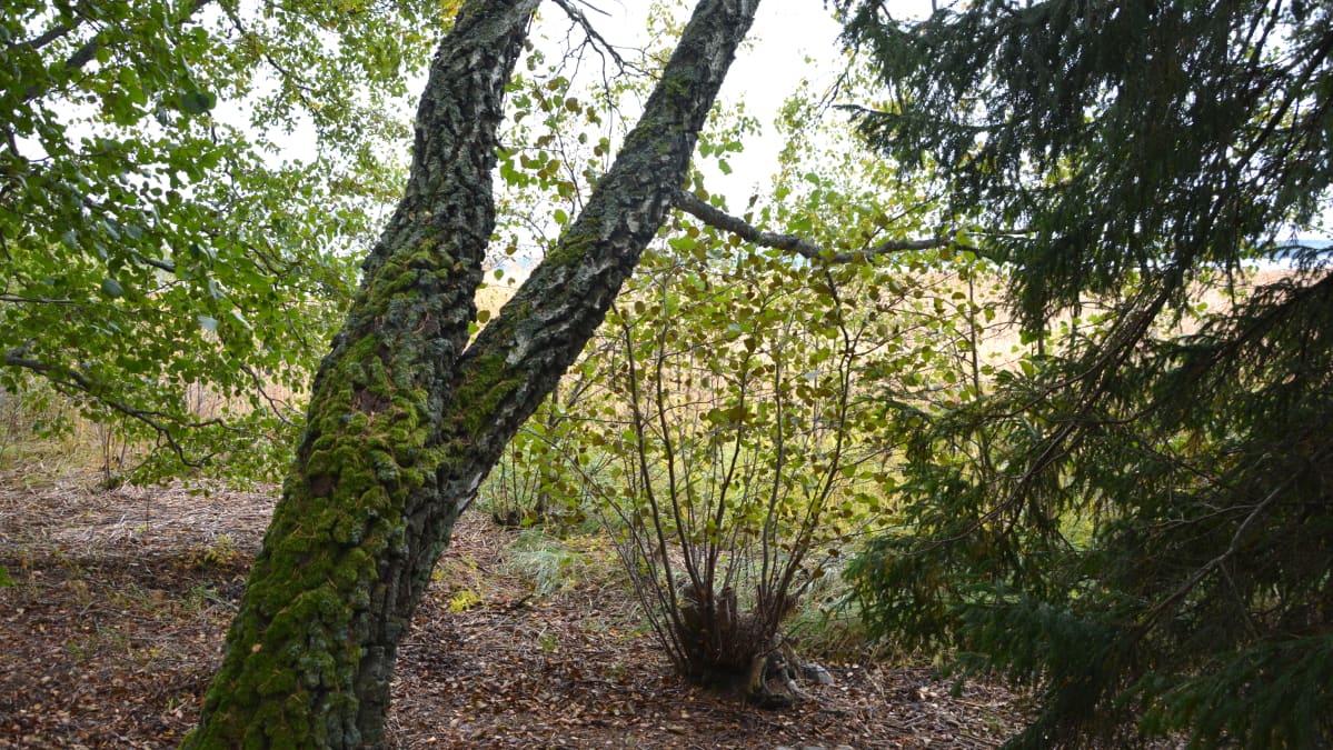Kaarnakoivu