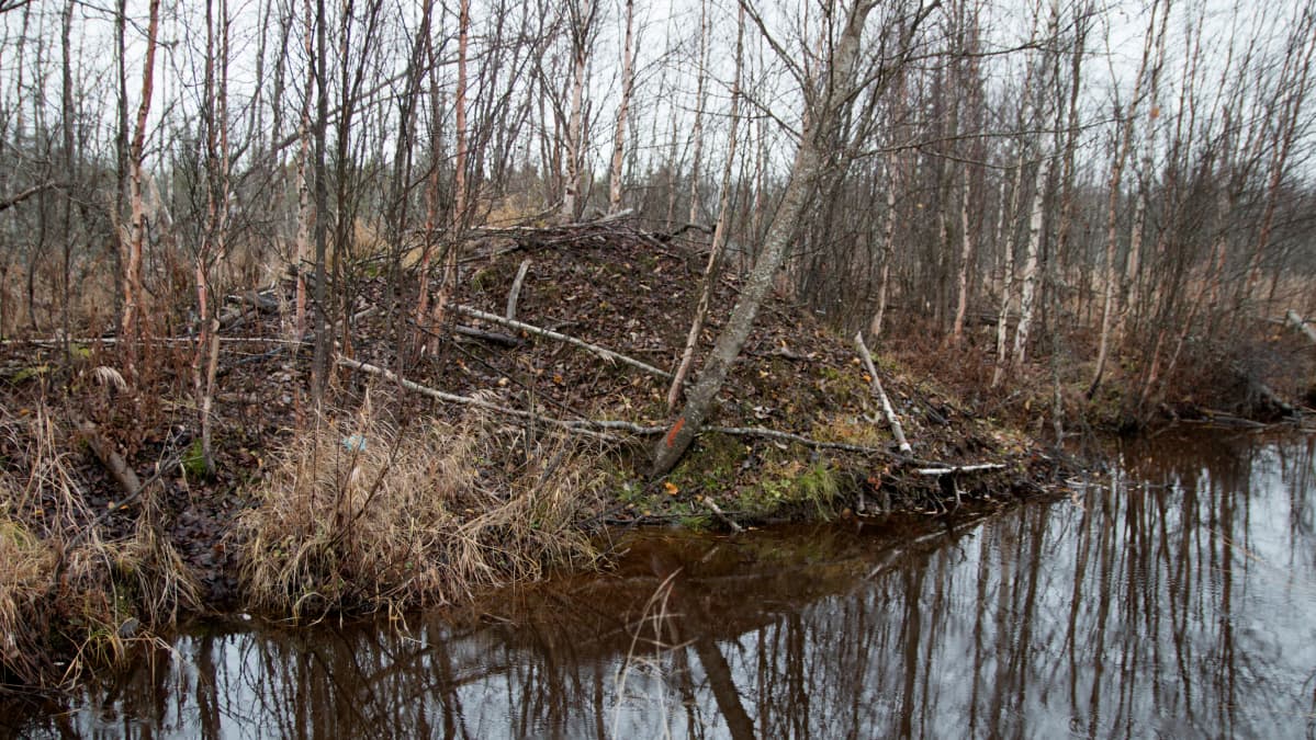Majavan asuttama pesä ojanpenkalla Ylitorniolla.