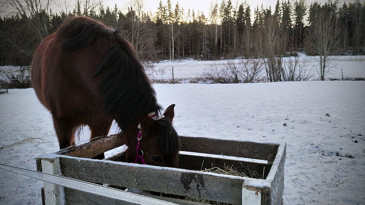 Aikuinen hevonen voi syödä säilörehua 12-14 kiloa päivässä.