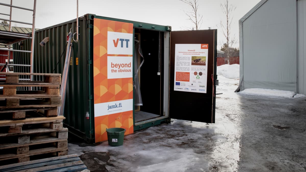 Kontti, jossa tutkitaan mustasoturikärpästen kasvua.