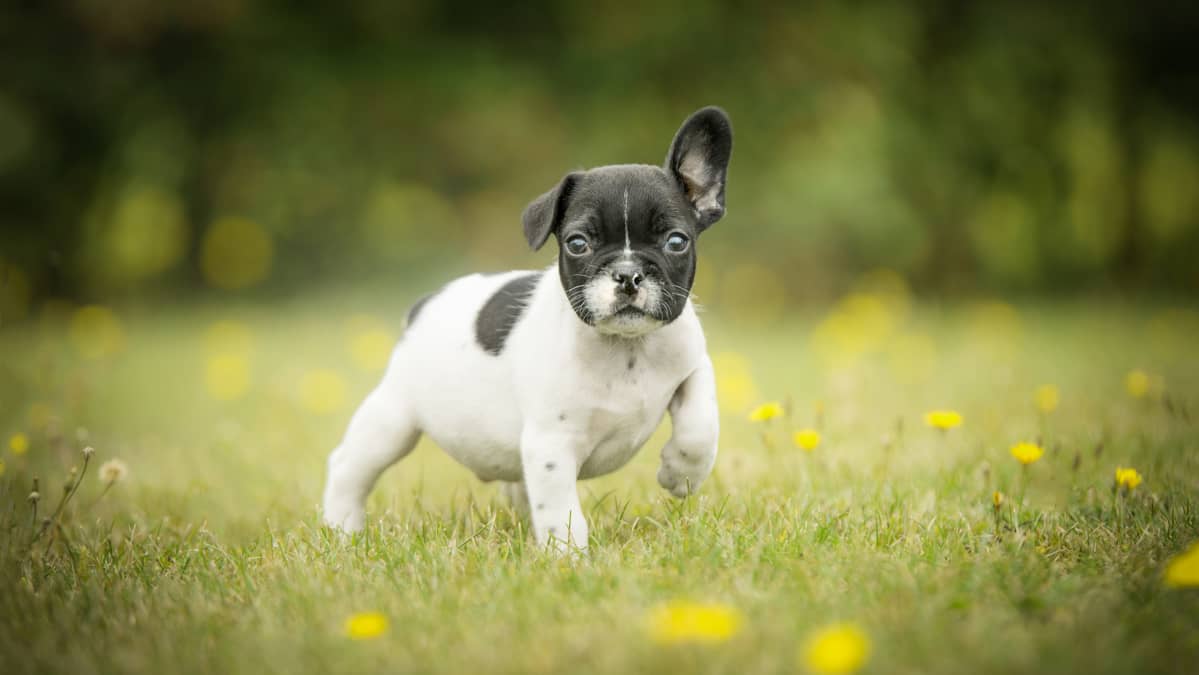 Ranskanbulldogin pentu