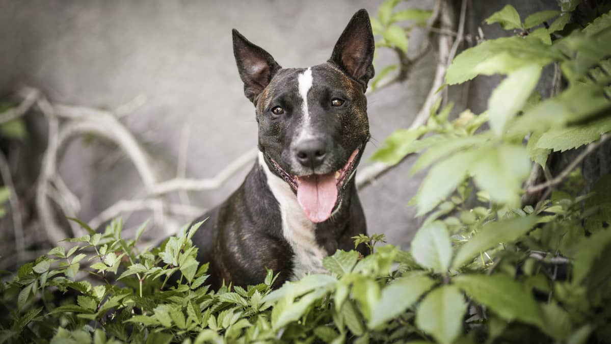 Pitbull vihreiden lehtien keskellä