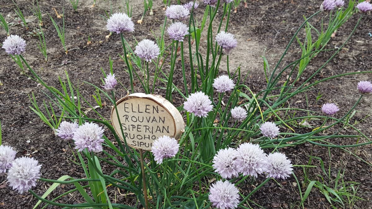 Kotkaniemen puutarhan ruohosipuli, jonka Ellen toi Siperiasta
