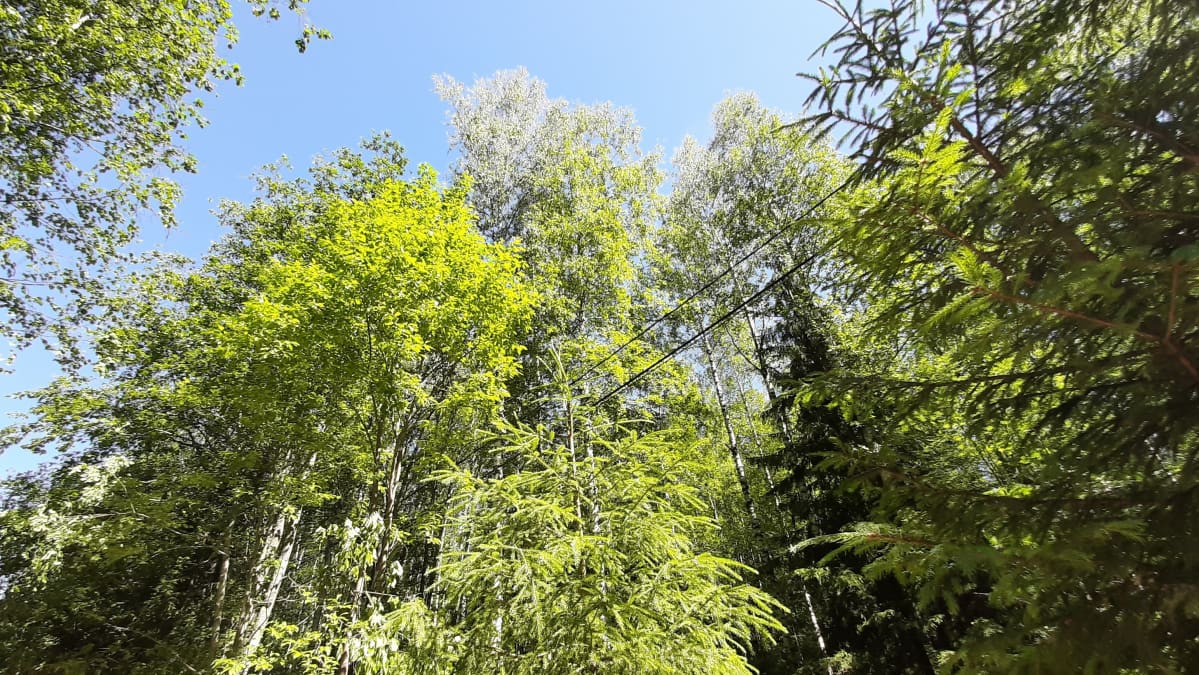 Sähkö- ja puhelinlinjaa metsässä