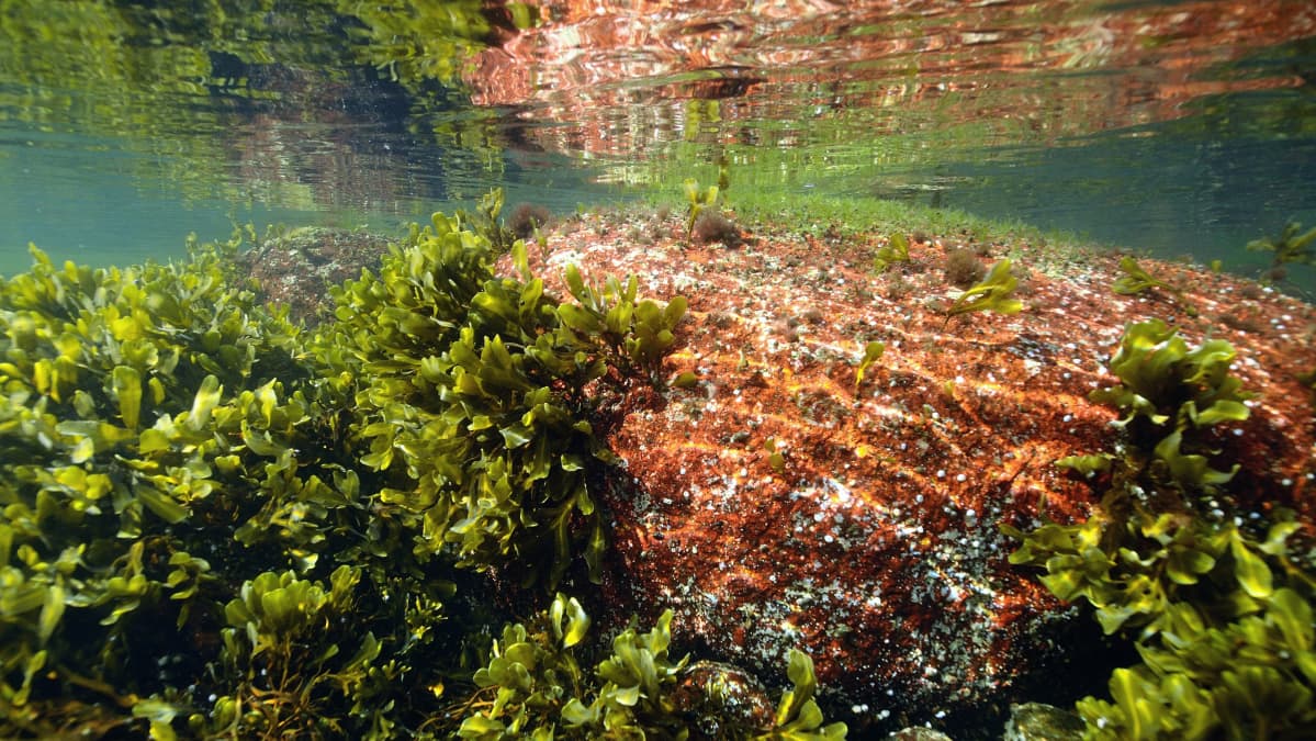 Rakkolevä.