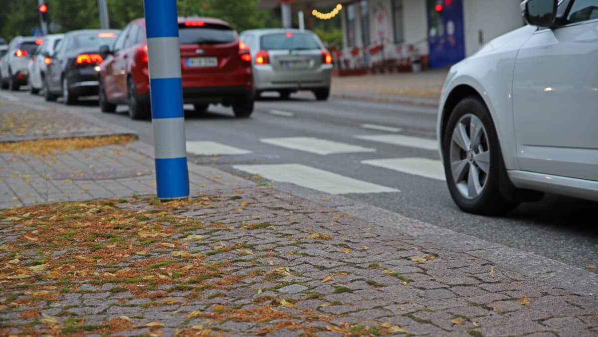 Autoja pysähtyneenä suojatien eteen