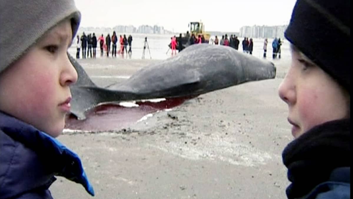 Rantaan ajautunut kaskelotti Knokke-Heistin kaupungissa Belgiassa.