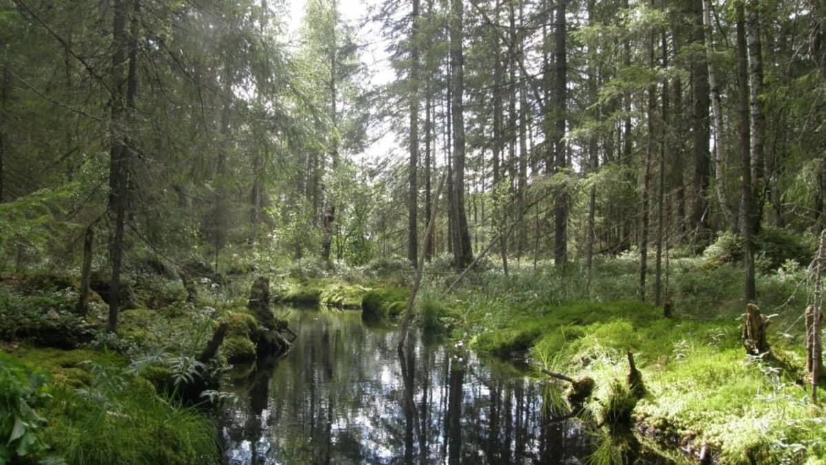 Metsäpuro Evolla Hämeenlinnassa