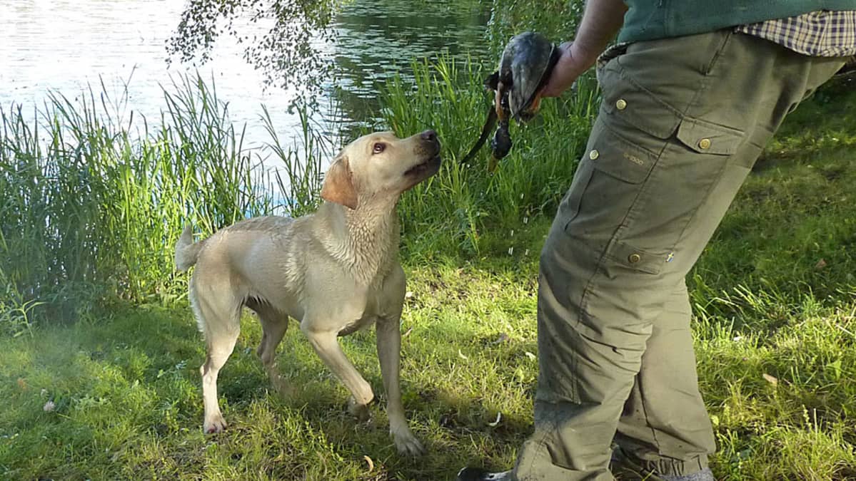 Labradorinnoutaja Aada luovuttaa sorsaa Mika Laineelle