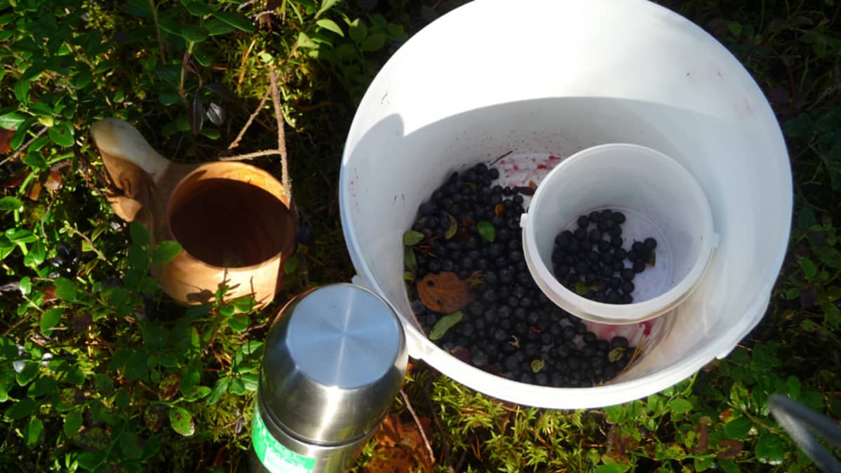 Mustikoita ämpärissä, vieressä kuksa ja termospullo.