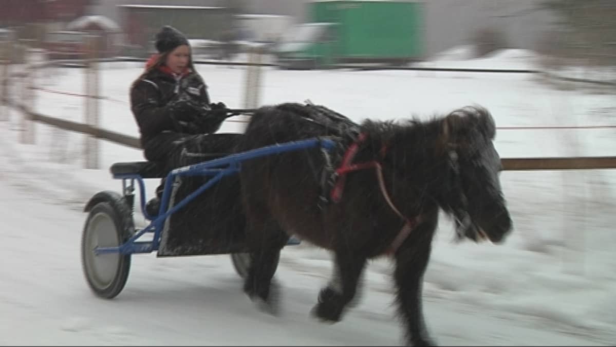 Raviponi Niemenpellon Zäpäkkä ohjastajana Vilma Lepistö